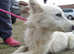Gabby beautiful white husky cross 15 months old just a stunning  girl rescued recently