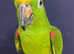 Tame and talking yellow crowned Amazon Parrot