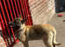 Belgian malinois for sale