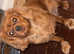 Ruby coloured cavalier female 9 months old