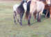 Amazing Spotted foal for sale