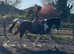 Summer project/ proven broodmare