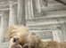 A beautiful little shih itzu for sale