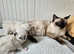 BEAUTIFUL RAGDOLLS KITTENS.2 Boys available.