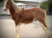 GUNNER YEARLING COB X CLYDESDALE