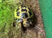 Horsefield tortoise