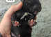 Purebred champion bloodline cane corso puppies