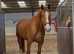 Flynn - 17hh chestnut gelding
