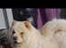 chow ch0w for sale