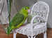 Semi-tame female parrotlet for sale