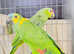 beautiful young Amazon parrot for sale