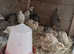 Quail at 5 weeks of age.