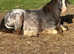 Cob colt 10 month old