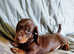 Miniature Dachshund Chocolate and TanDog Puppy