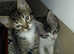 KITTEN LITTER NOW READY FOR NEW LOVING HOMES