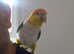 Super  tame yellow Thighed caique parrot for sell