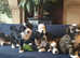 KC Registered Tibetan Terrier home bred puppies