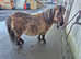 SPSBS registered miniature Shetland filly in foal