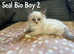 BEAUTIFUL RAGDOLL KITTENS READY TO LEAVE NOW
