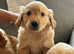 Fox red Health tested KC registered Golden Retriever Puppies