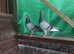 Racing pigeons