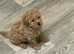 Miniature poodle pups kc reg