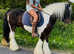 Gorgeous 14.2 traditional cob riding gelding