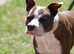 STAFFY x  PLUMMER TERRIER