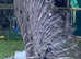 Rare Grey Male Peafowl for Sale - White Eyed Opal (3 Years Old)