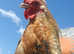 Silkie x pekin cockerel