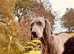 Perfect Weimaraner bitch