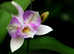 Traditional Thai Massage with 10+ Years Experience