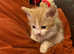Laperm. X Male kitten
