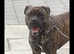 Bullmastiff x bulldog