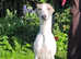 Beautiful KC Reg female Whippet puppy