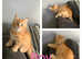 Maine Coon/Kaho Manee cross kittens ready to go.