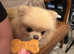 Teacup Gorgeous tiny Russian Pomeranian female in Swindo
