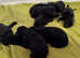 Cane corsos pups for sale