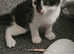 3 kittens Looking for their forever home
