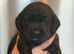 3/4 Labrador x 1/4 Borador