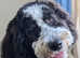 9 month Sheepadoodle boy