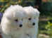 Female Samoyeds