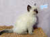 Ragdoll kitten. Boy ready for a new home