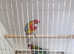 Rosellas