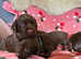 Stunning chocolate Vizsla puppies looking for new homes
