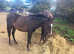 Beautiful show pony yearling filly