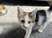 white kittens for sale