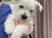 Gorgeous West Highland White Terrier puppies.