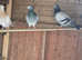 Breeding stock n babies racing for sale.