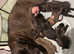 URGENT! Cane Corso Champion Purebred Puppies
